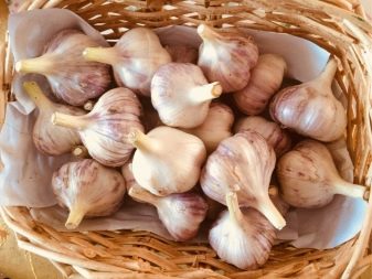 What can be planted next to garlic?