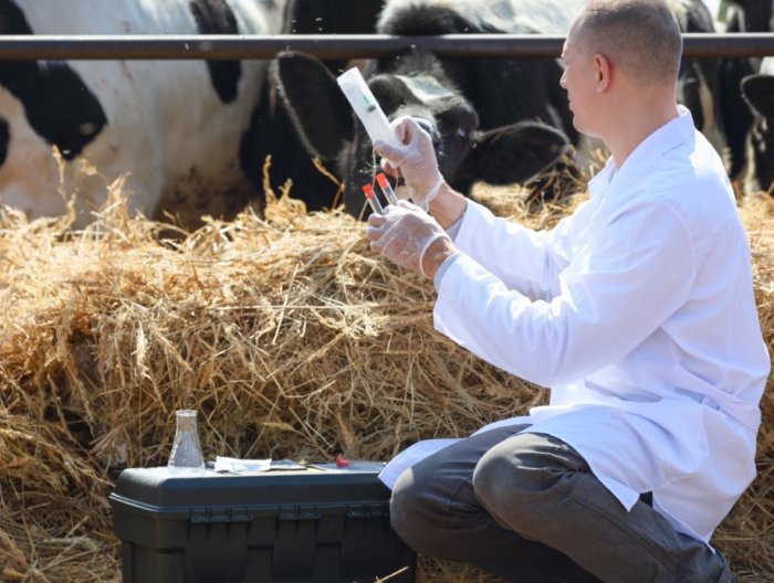 Examination of cows by a veterinarian