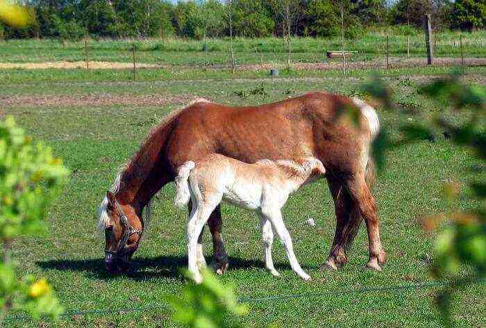 Natural feeding of a foal