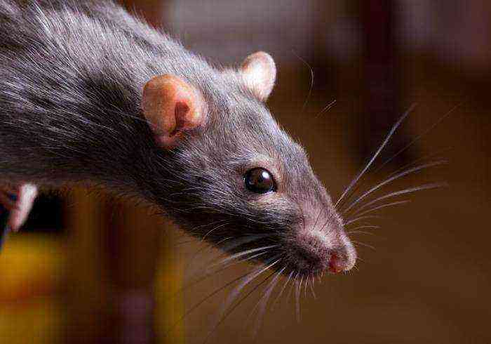 Rodents can be the source of infection.