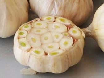What is the difference between spring and winter garlic?