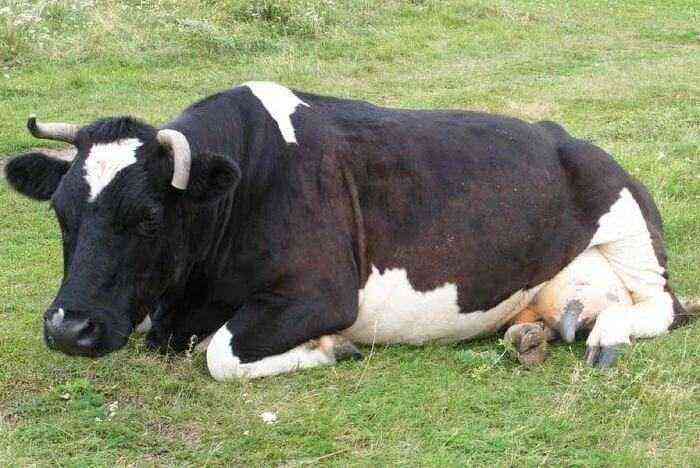 牛の乾乳期はどのくらいですか？