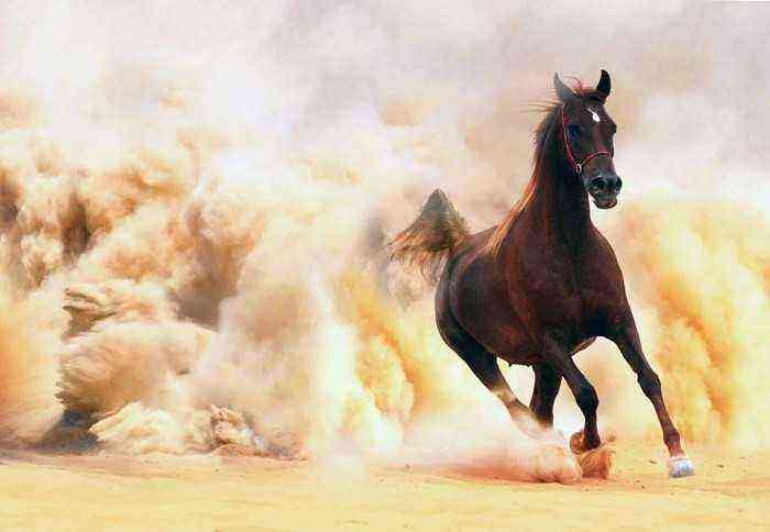 Horses can reach speeds of more than 60 km / h