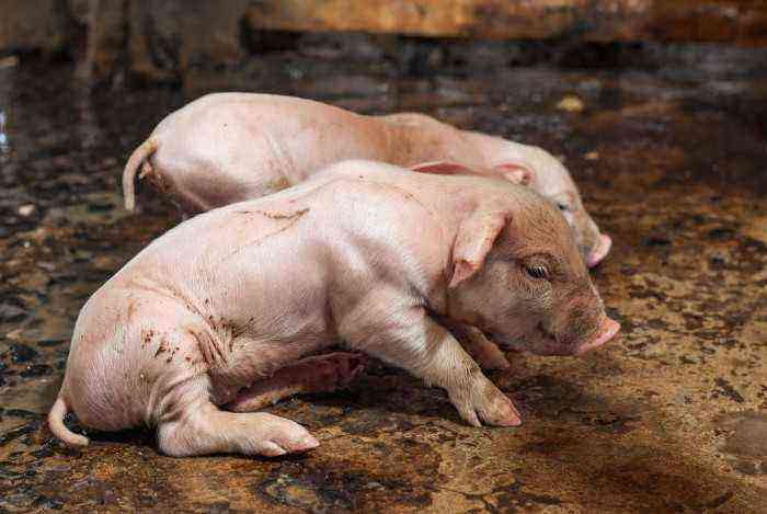 What is the normal body temperature in pigs and how to measure it?