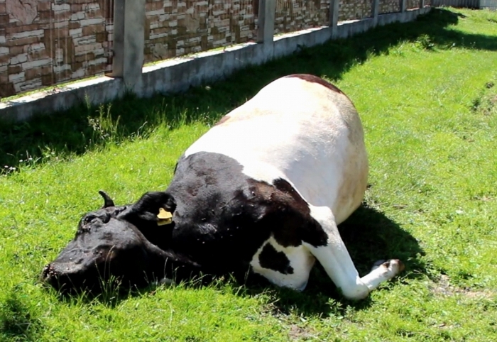 fatal cow poisoning