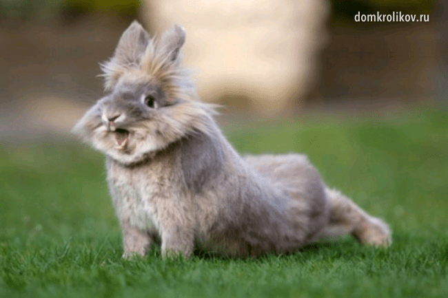 Co dělat, když má králík sople a jak je léčit?