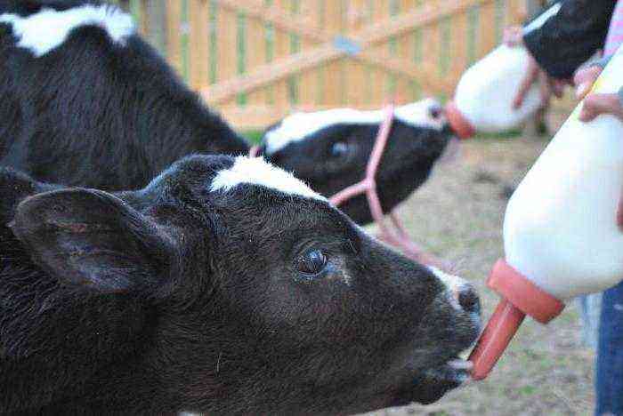 What to do if the calf is not eating well?