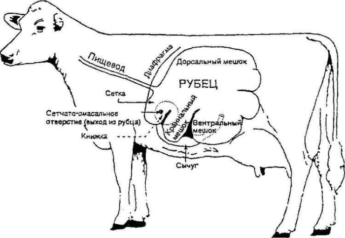 Arrangement of the digestive system of cattle