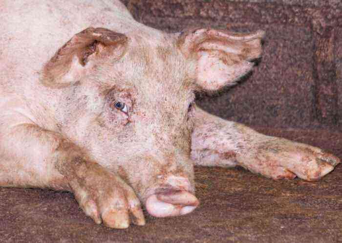 flu symptoms in pigs