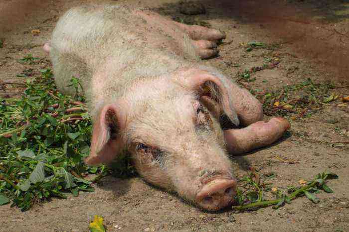 Respiratory and reproductive syndrome in pigs