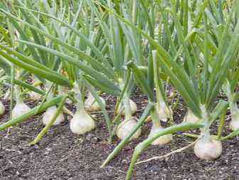 What to do to make garlic large?