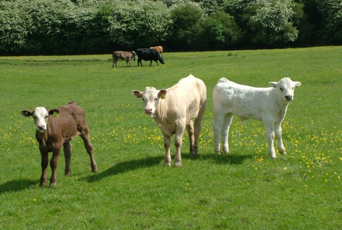 Green grass for calves