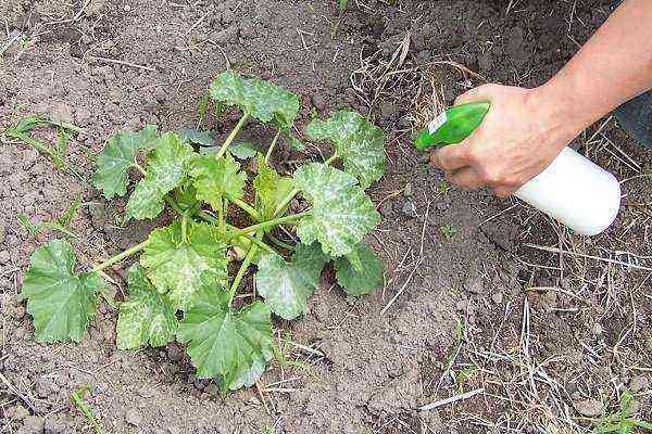 When and how to feed zucchini, what fertilizers to use for this?
