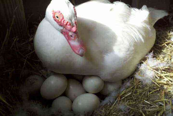 When do Indians start laying eggs and what is their egg production?
