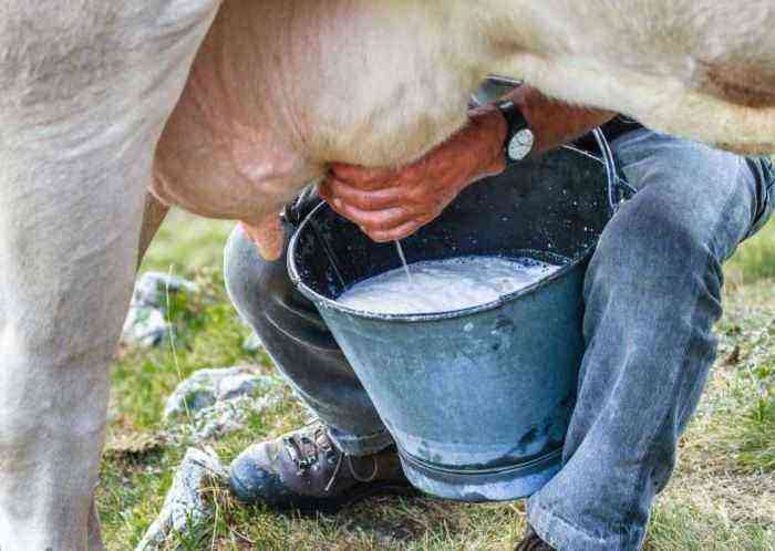 When does a cow start giving milk for the first time?
