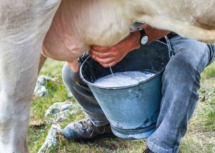Manual milking of a cow