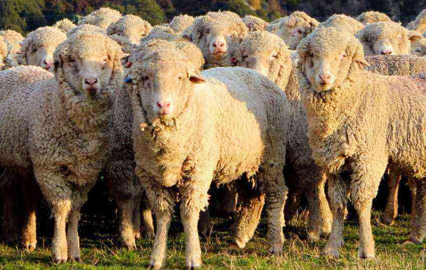 Who is considered the ancestor of domestic sheep: theories of origin