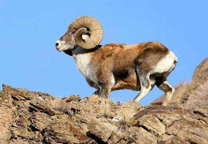 Arkhar - the progenitor of a sheep?