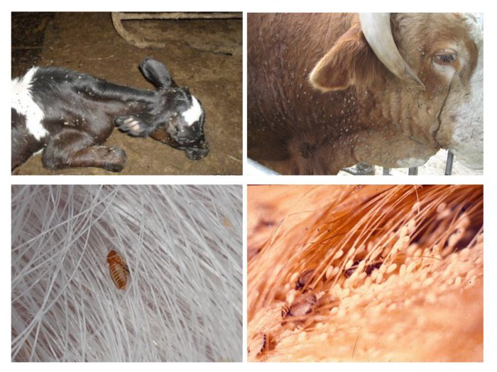 Lice and fleas in calves
