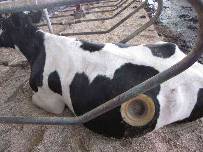 Why do cows have a hole in their side?