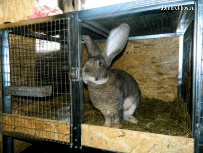 なぜウサギは偽妊娠するのですか？