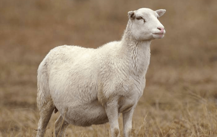 Sheep during pregnancy