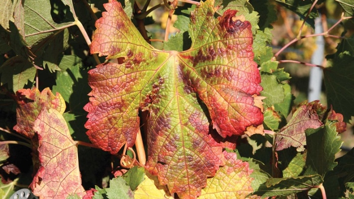 Why do spots appear on grape leaves and what to do?