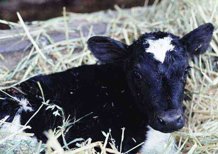 Why does a calf sweat?