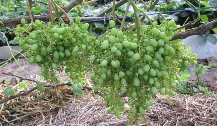 Why grapes are small and what to do?