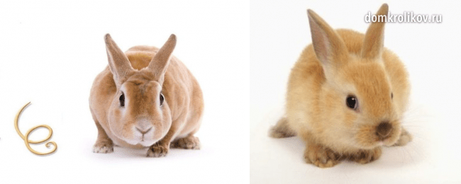 Worms in rabbits and methods of treatment with folk remedies