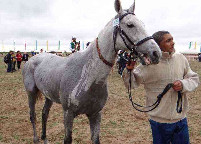 Yomud horse breed