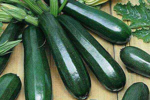 Zucchini Aeronaut – early ripe variety with tender pulp