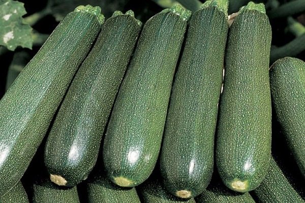 Zucchini Zucchini Zukesha - an early variety of universal purpose