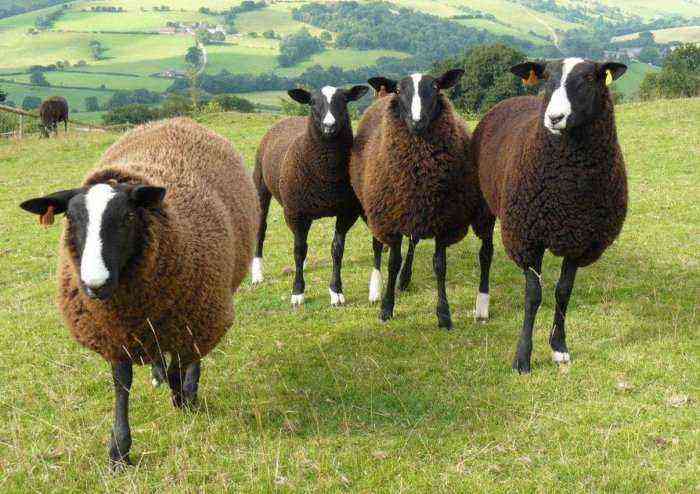 The appearance of zwartbles sheep is memorable
