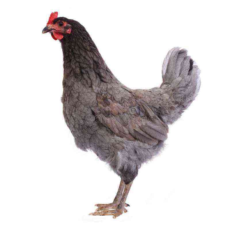 A little about thoroughbred chickens