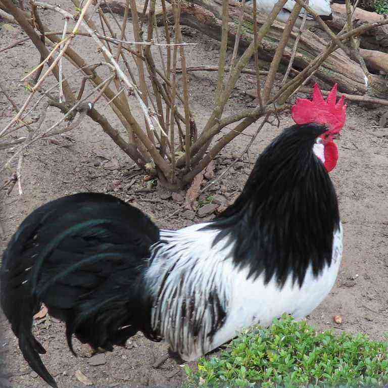 A rare breed of chickens – Lakenfelder