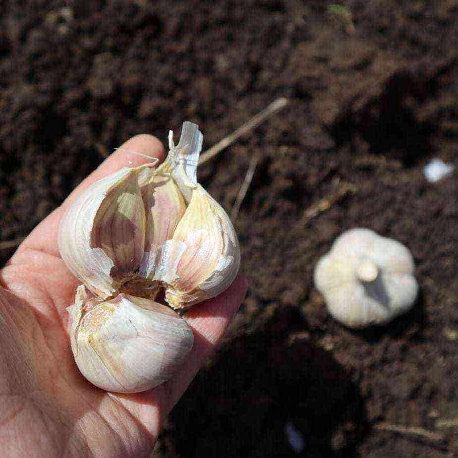 After what is it better to plant garlic before winter?