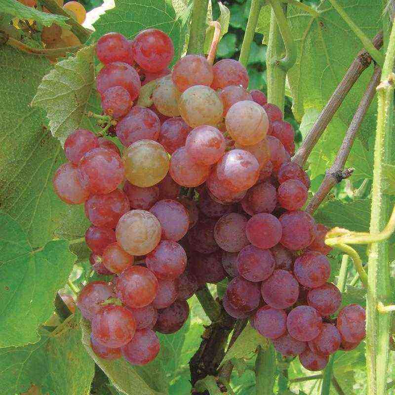 All about spraying grapes in spring
