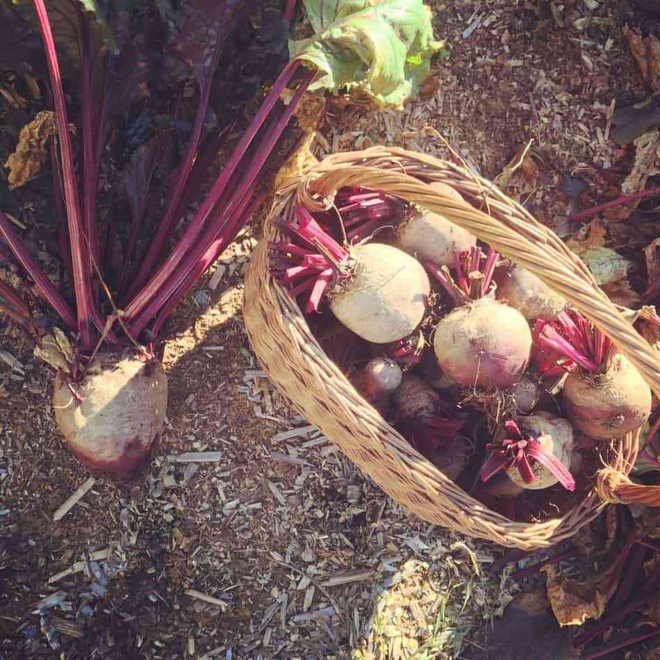 Bordeaux beets – abundance in the garden
