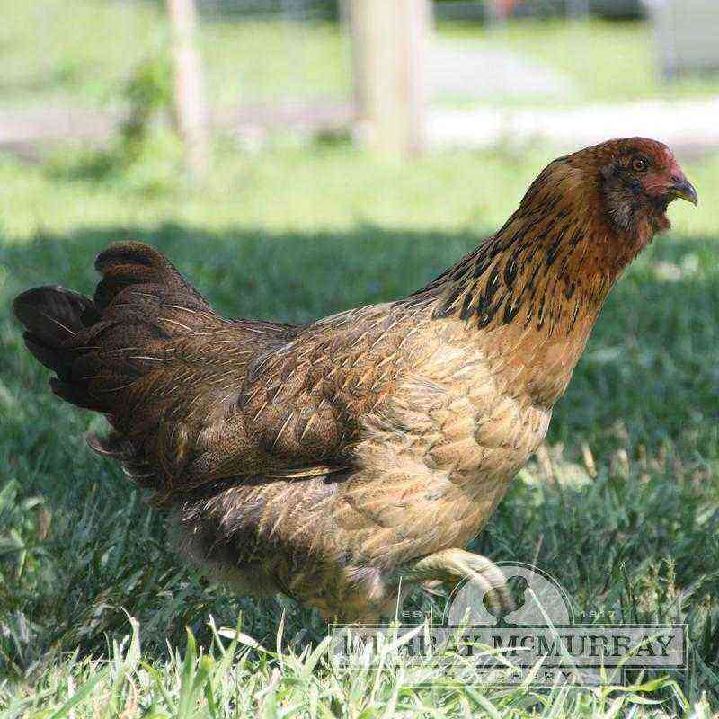 Breed of chickens - Araucan