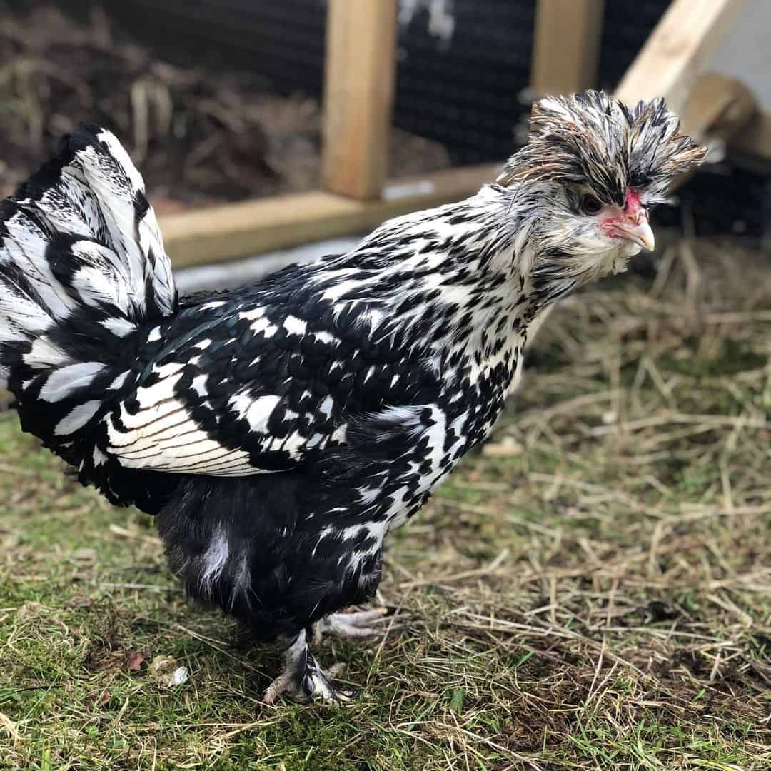 Breed of chickens Russian crested