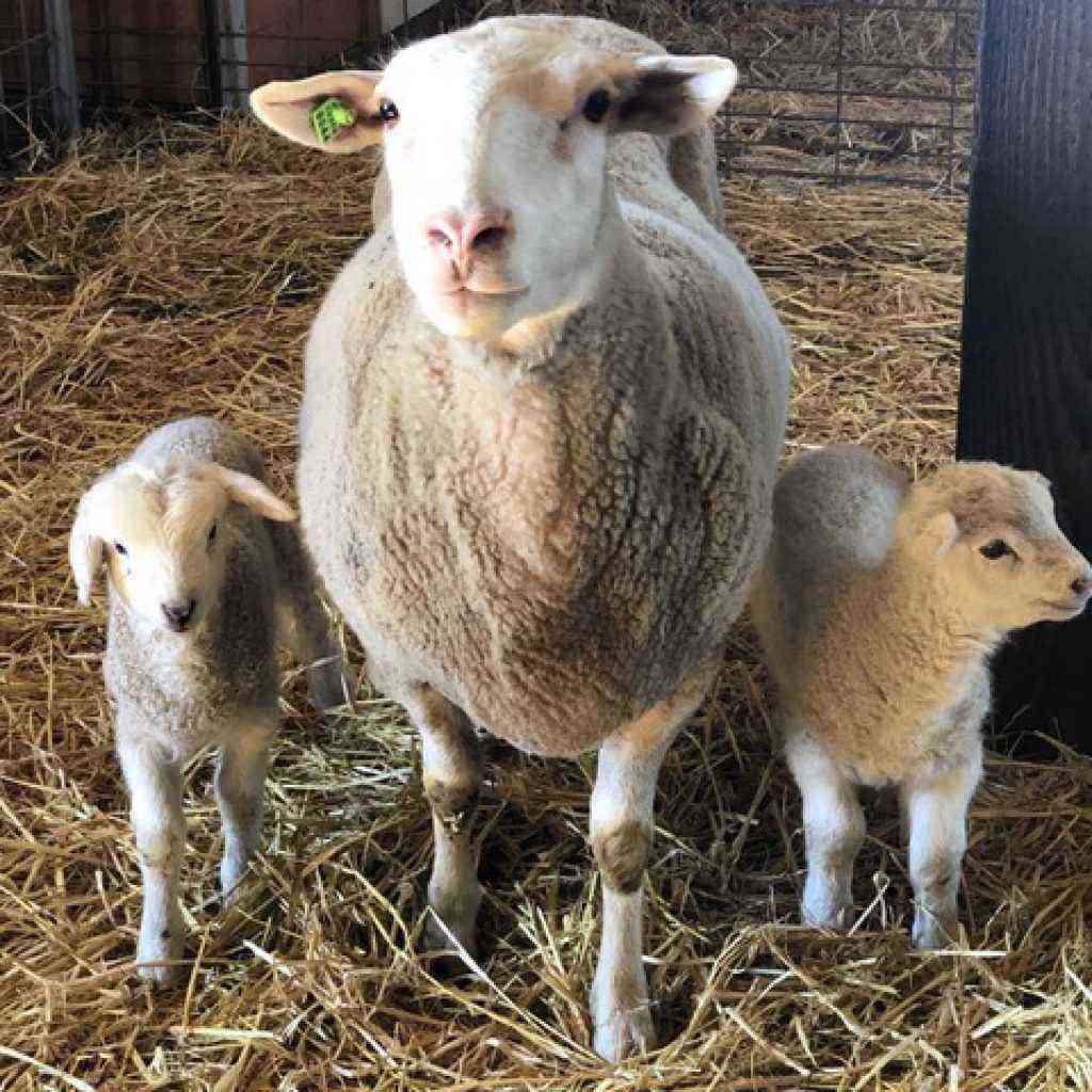 Breeding lambs: nursing the weak, not standing up, diet