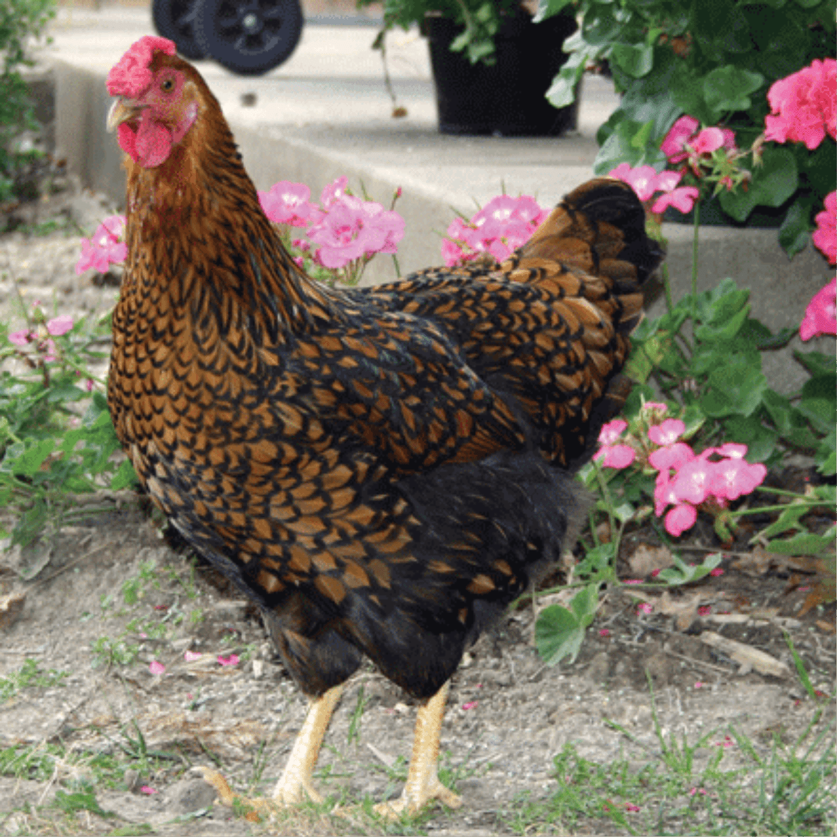 Breeds of chickens Oryol, Italian and Andalusian