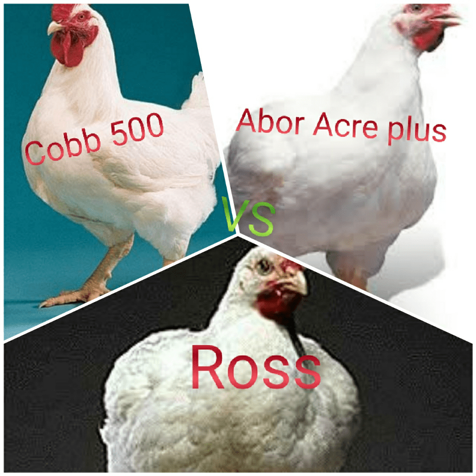 Broiler chickens Cobb 500