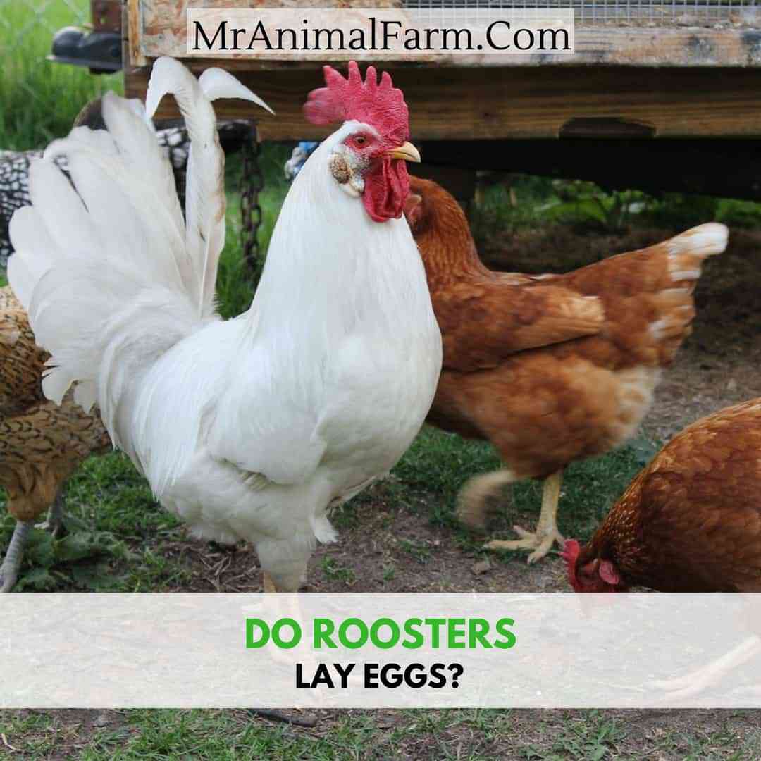 Can chickens lay eggs without a rooster?