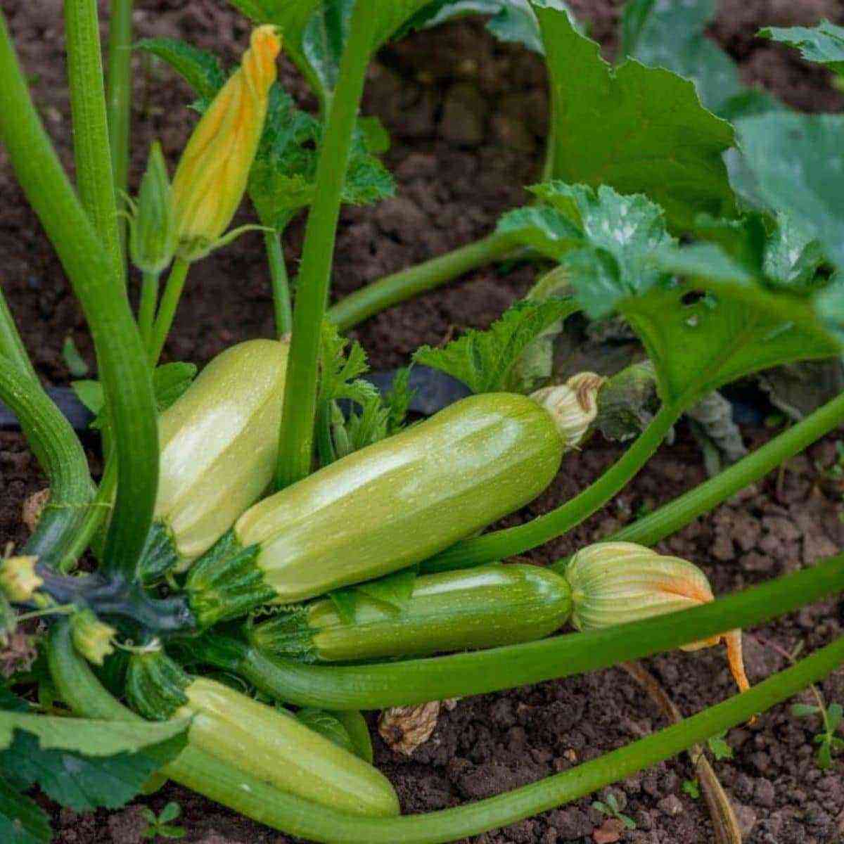 Causes of rotting zucchini and ways to save the crop