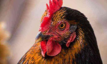 Chicken breed Black and Red Star