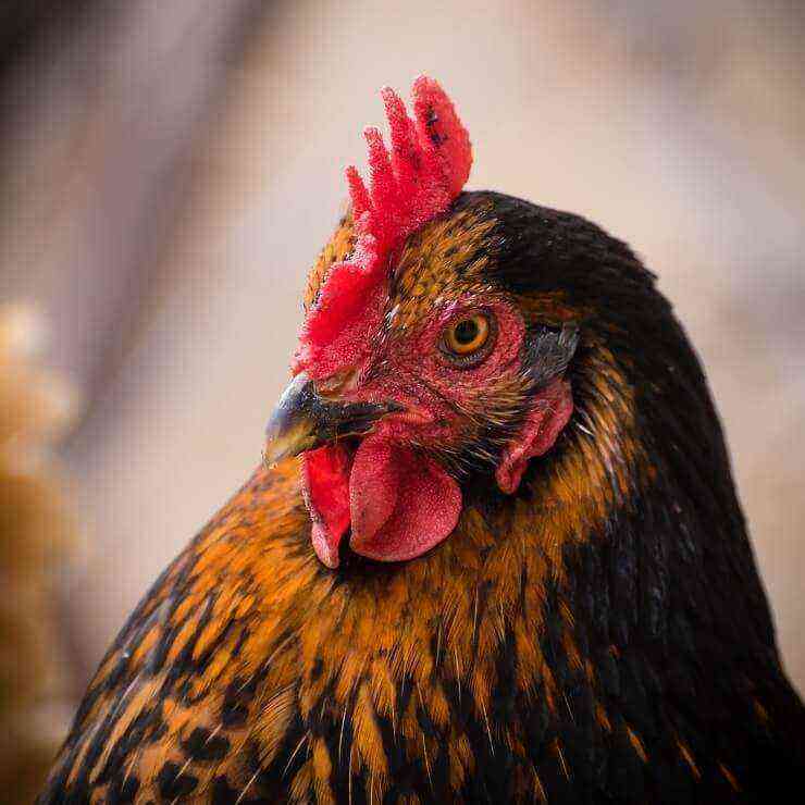 Chicken breed Black and Red Star