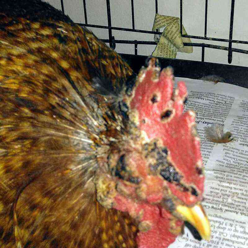 Chickens: Avitaminosis C in chickens
