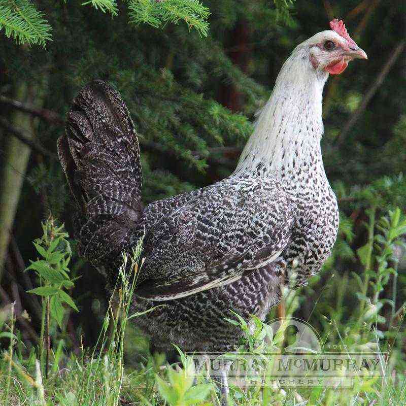 Chickens breed Egyptian Fayuromi